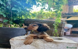 Bassotto cani in vendita: 🌟Splendidi cuccioli di bassotto a pelo lungo🌟 a Città metropolitana di Milano - Immagine 2