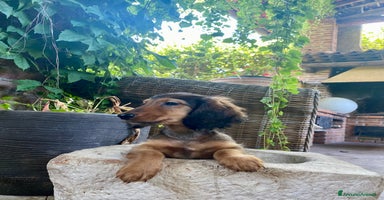 Bassotto cani a Città metropolitana di Milano - Annuncio 8