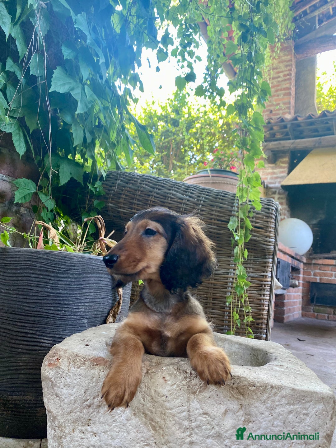 Bassotto cani in vendita: 🌟Splendidi cuccioli di bassotto a pelo lungo🌟 a Città metropolitana di Milano - Immagine 2
