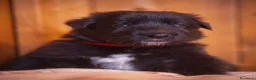 Pastore Belga cani in vendita: Cuccioli di pastore belga - Annuncio 2