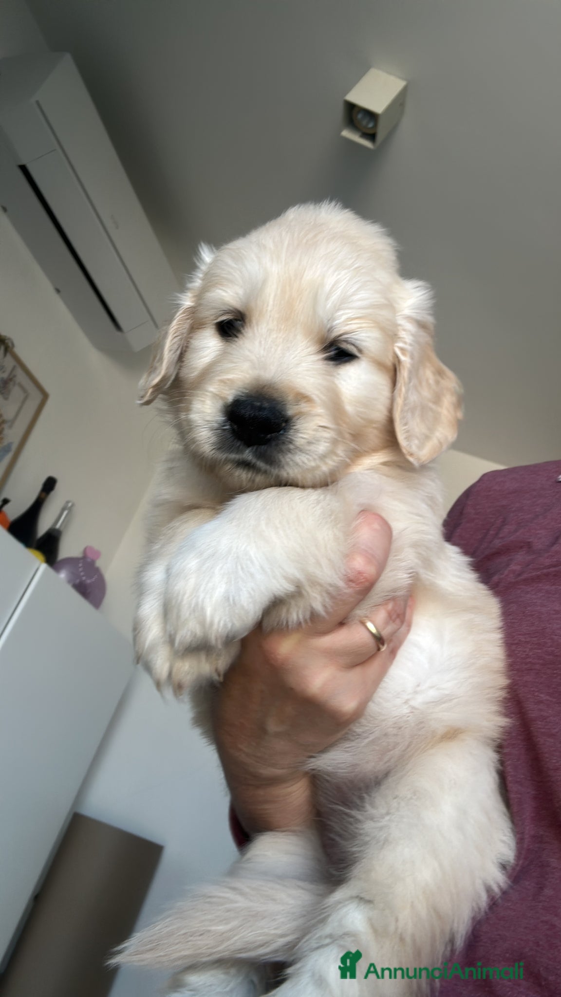 Golden Retriever cani in vendita: I cuccioli di Dea e Axel - Annuncio 4