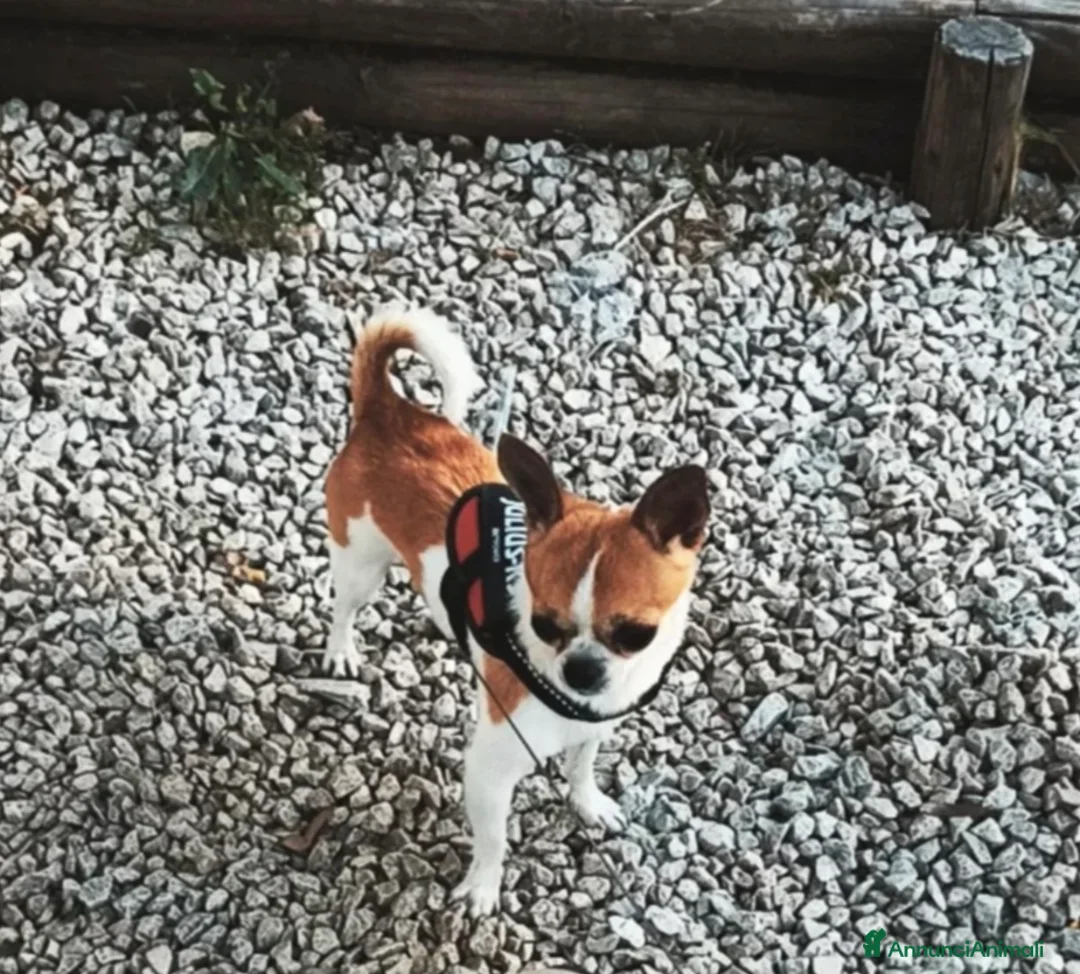 Chihuahua cani per accoppiamento: Chihuahua con pedigree ENCI per MONTA  - Annuncio 2