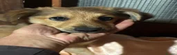Meticcio cani in regalo: Kiwi e Pic cuccioli 4 mesi cercano casa tg piccola - Annuncio 2
