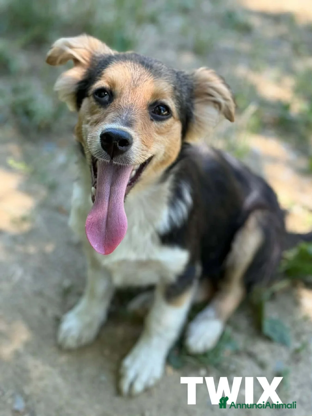 Meticcio cani in regalo: 4 cuccioli di TAGLIA PICCOLA super dolci! - Annuncio 10