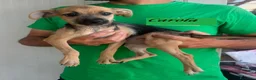 Meticcio cani in regalo: CUCCIOLA TG P - Annuncio 3