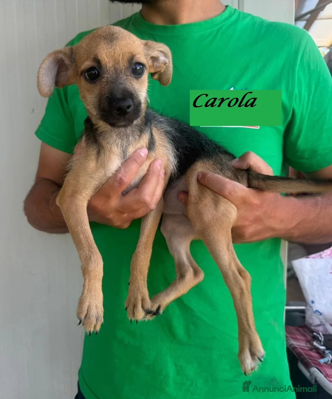 Meticcio cani in regalo: CUCCIOLA TG P - Annuncio 3