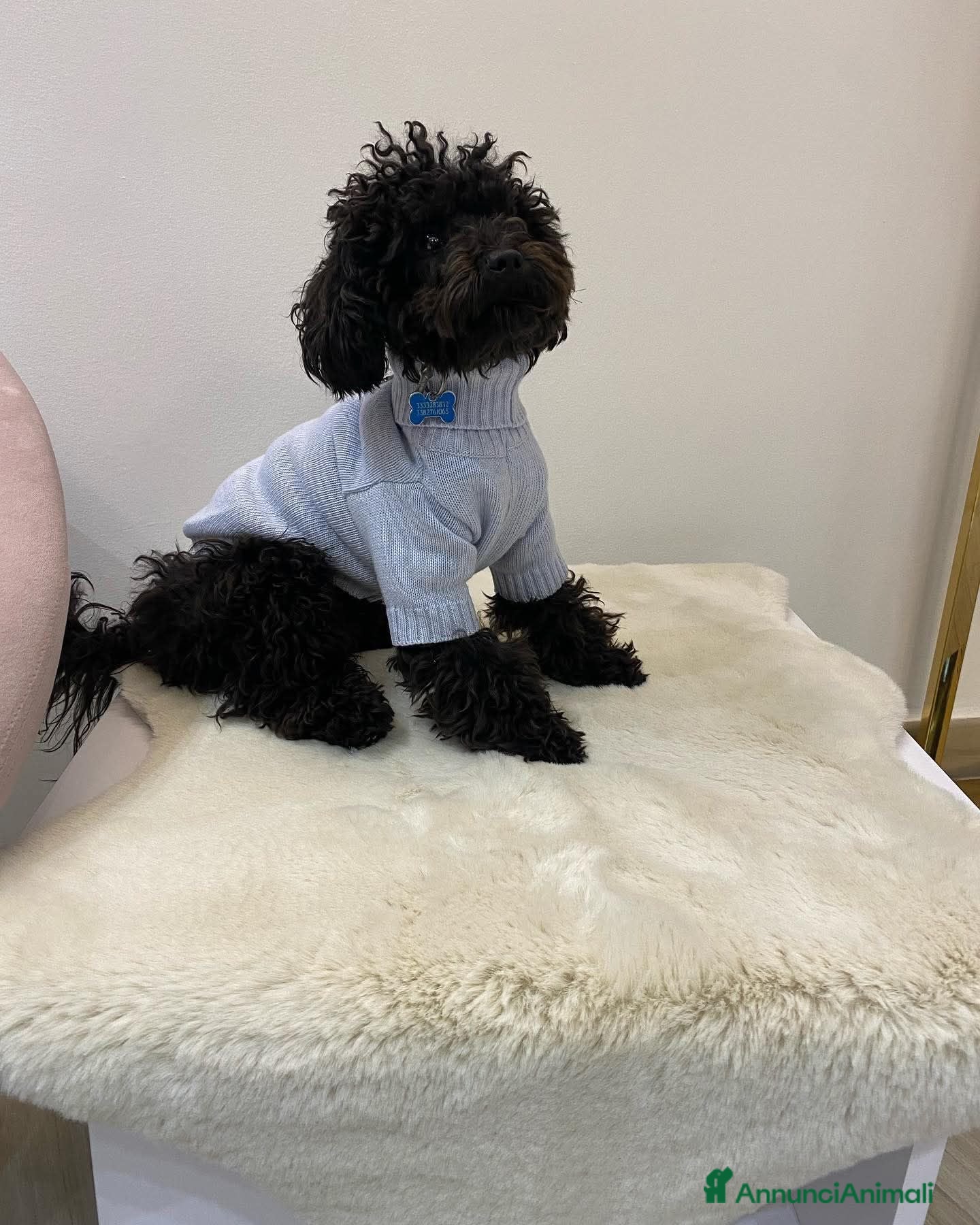 Barboncino Toy cani per accoppiamento: BARBONCINO TOY disponibile per accoppiamento  - Annuncio 2