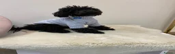 Barboncino Toy cani per accoppiamento: BARBONCINO TOY disponibile per accoppiamento  - Annuncio 1