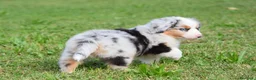 Miniature American Shepherd cani in vendita: MINIATURE AMERICAN SHEPHERD - Annuncio 37