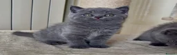 Scottish gatti in vendita: Scottish fold e straight  - Annuncio 26