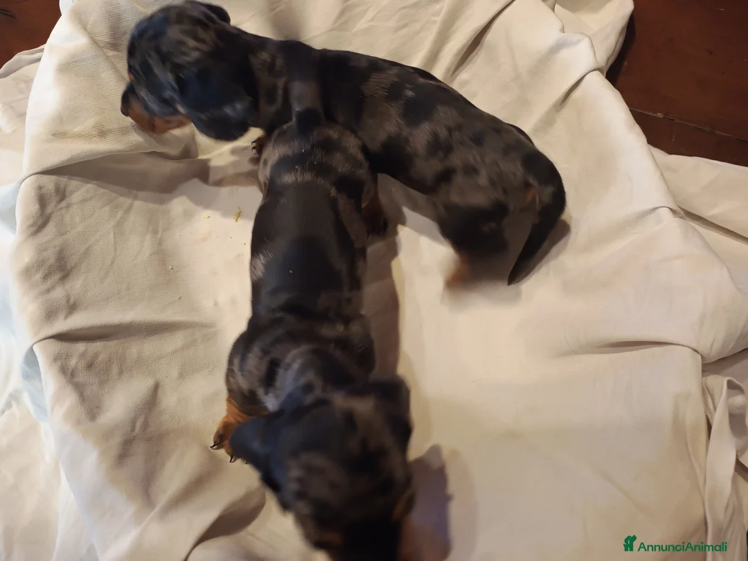 Bassotto cani in vendita: BASSOTTI TEDESCHI PELO CORTO  - Annuncio 5