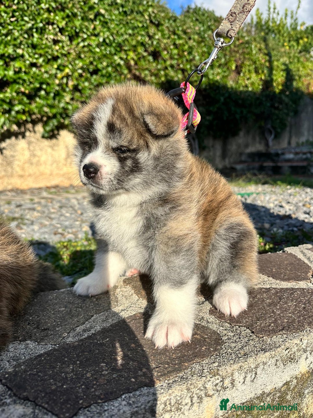 Akita Inu cani in vendita: Vendesi cuccioli Akita Inu ALTA GENEALOGIA  - Annuncio 12