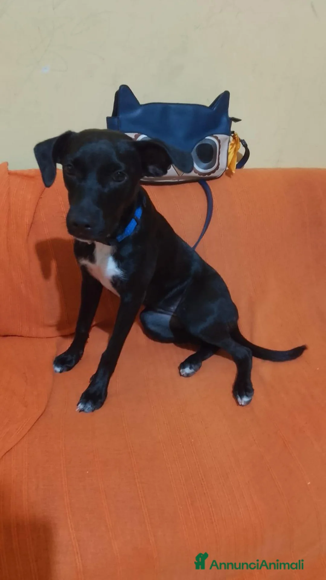 Meticcio cani in regalo: ADOZIONE URGENTE PER CUCCIOLA LUNA DI 6 MESI. - Annuncio 1