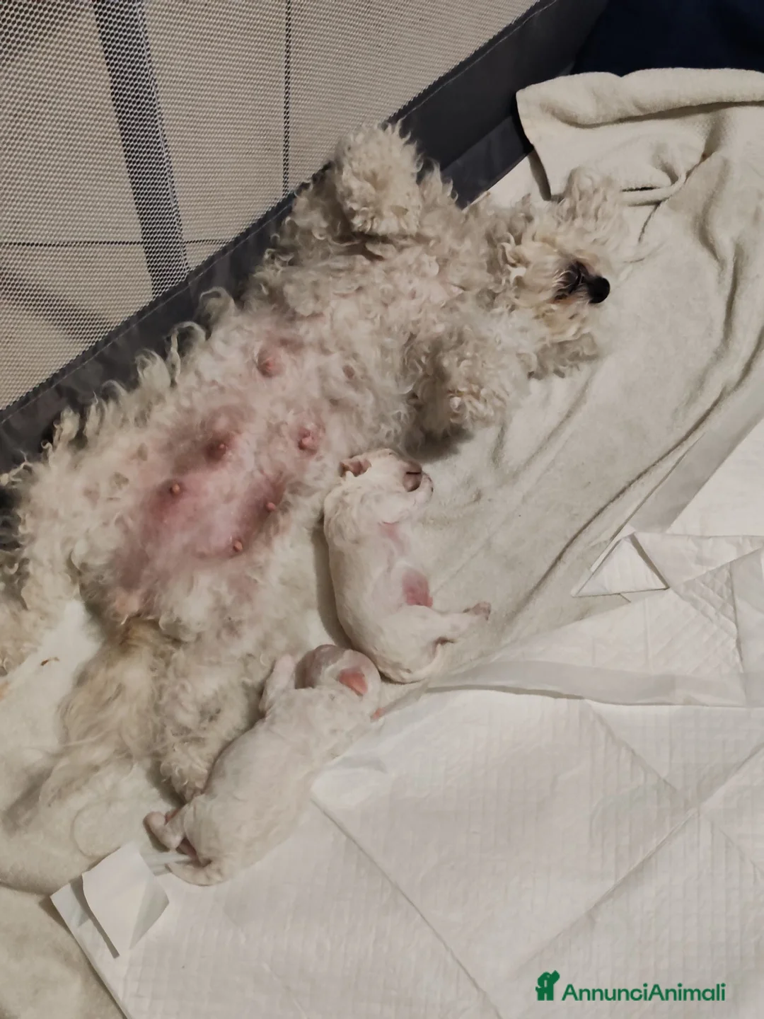 Bolognese cani in vendita: Vendo cuccioli Bolognese  - Annuncio 2
