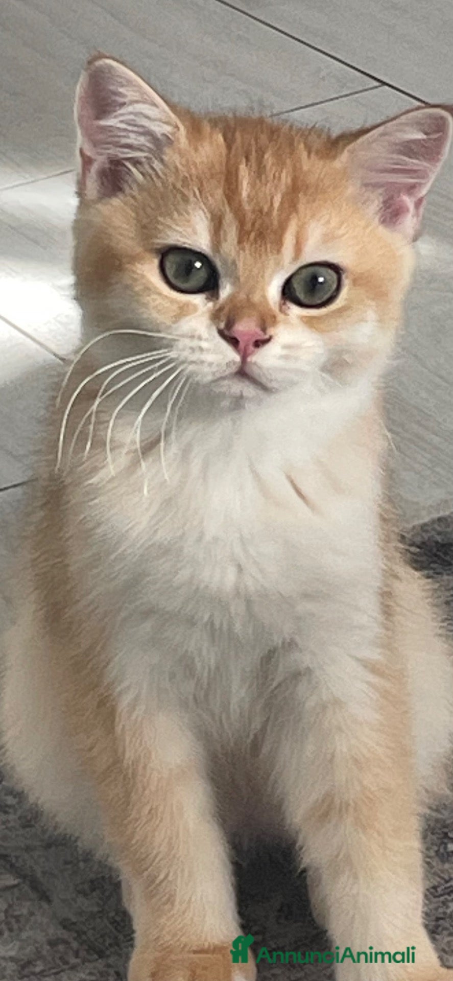 British gatti Cucciolo British Shorthair N12 - Annuncio 21