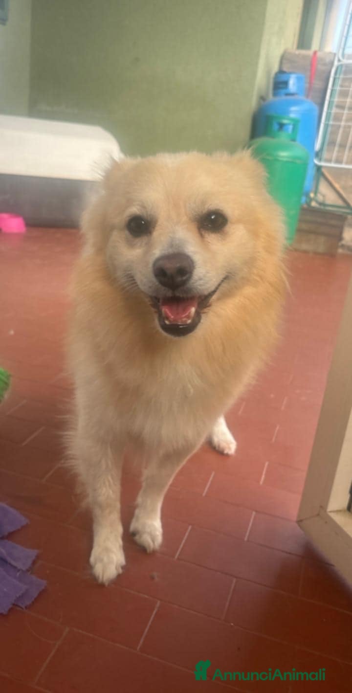 Meticcio cani JOHN TAFLIA PICCOLA a Città metropolitana di Catania - Annuncio 9