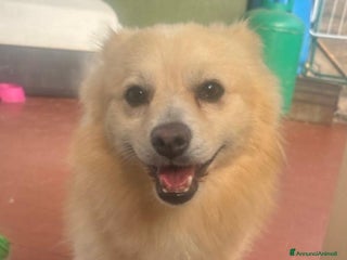 Meticcio cani JOHN TAFLIA PICCOLA a Città metropolitana di Catania - Annuncio 3