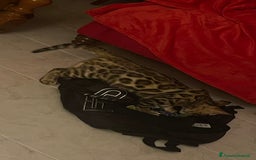 Bengala gatti in vendita: Cucciolo bengala a Provincia di Frosinone - Immagine 6