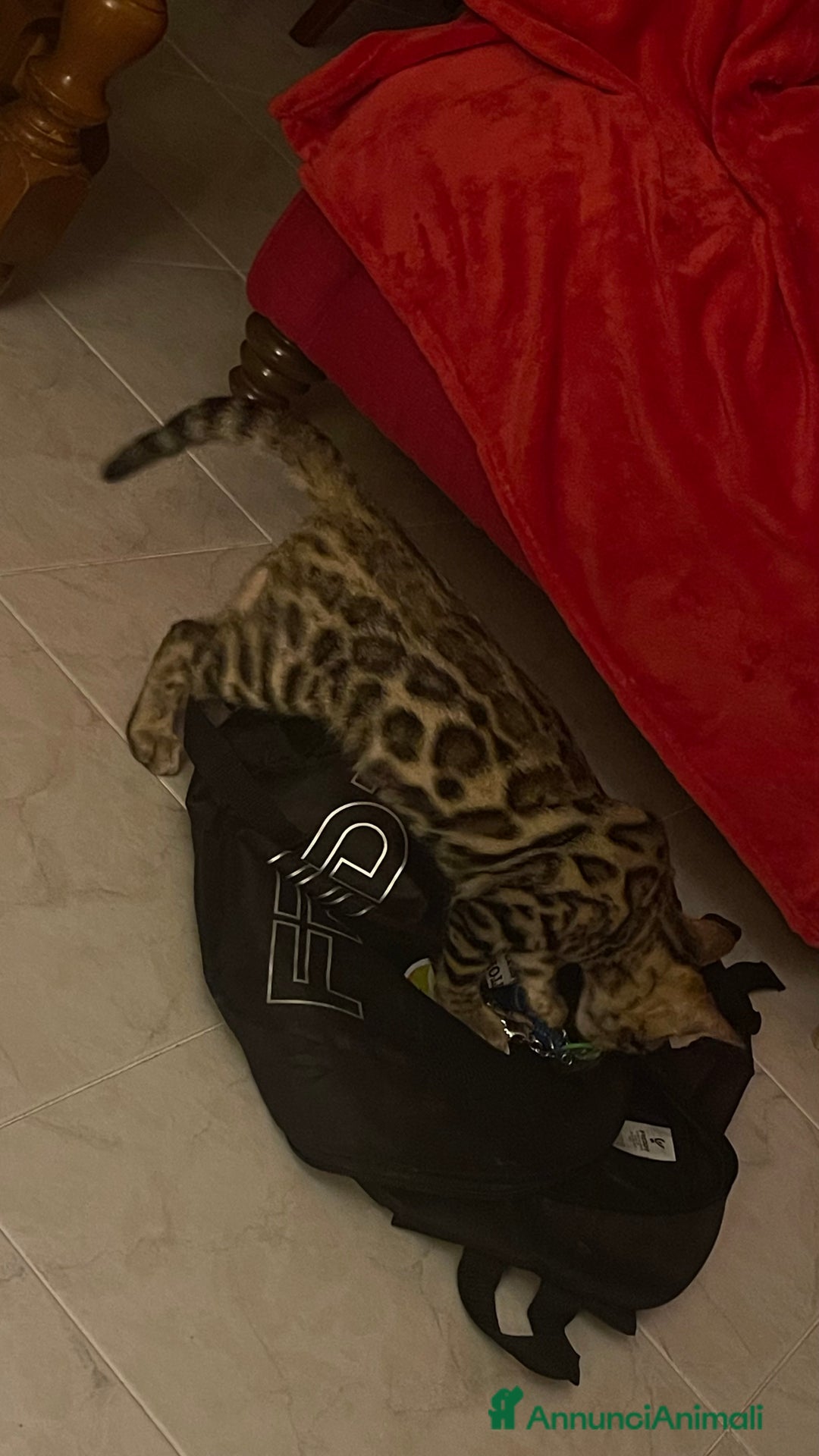Bengala gatti in vendita: Cucciolo bengala a Provincia di Frosinone - Immagine 6