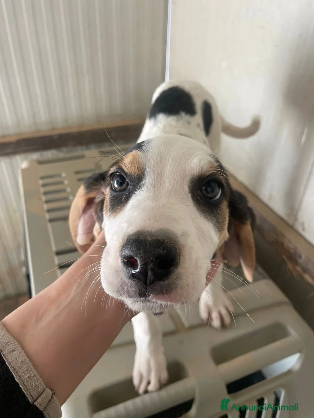 Meticcio cani in regalo: 3 TENERE SORELLINE - Annuncio 2