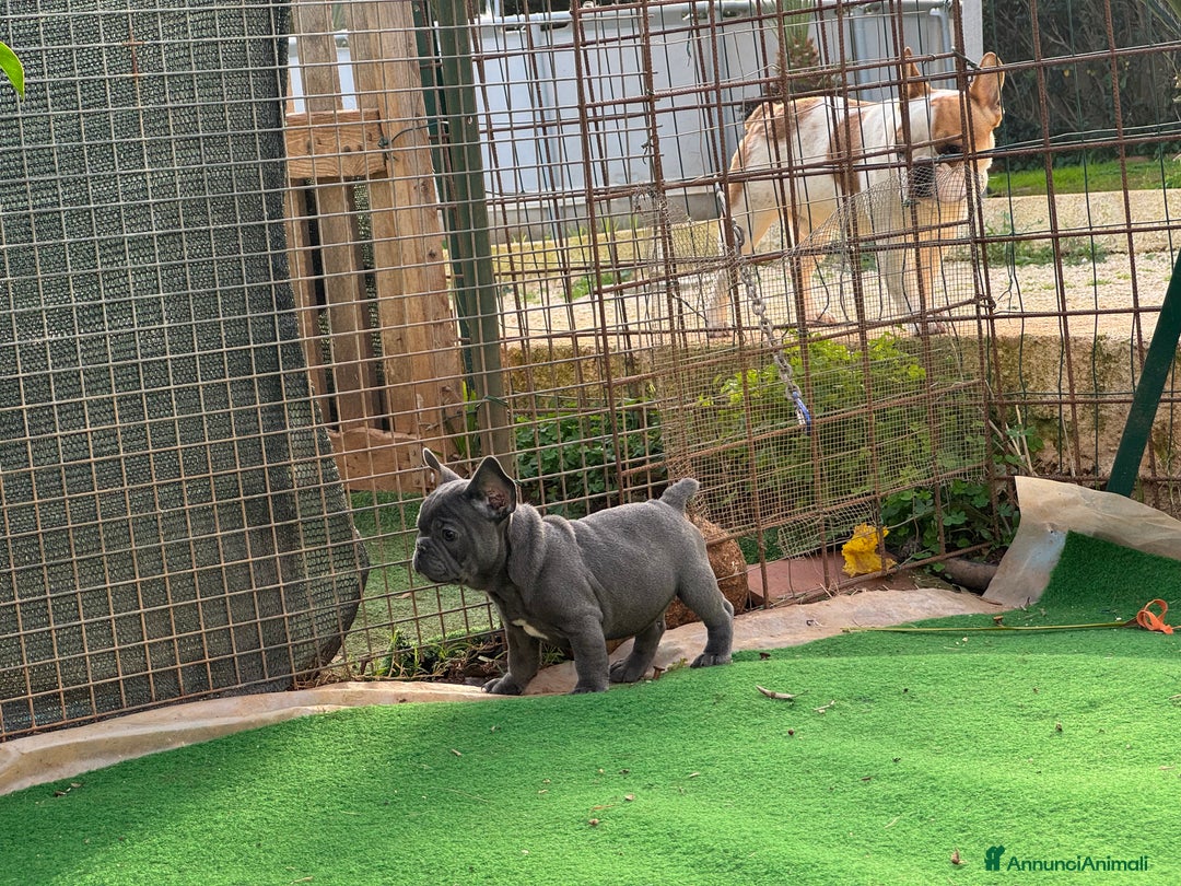 Bulldog Francese cani in vendita: Bulldog francese maschi esotici - Annuncio 17