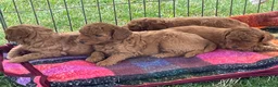Barboncino cani in vendita: Barboncino nano fulvo - Annuncio 13