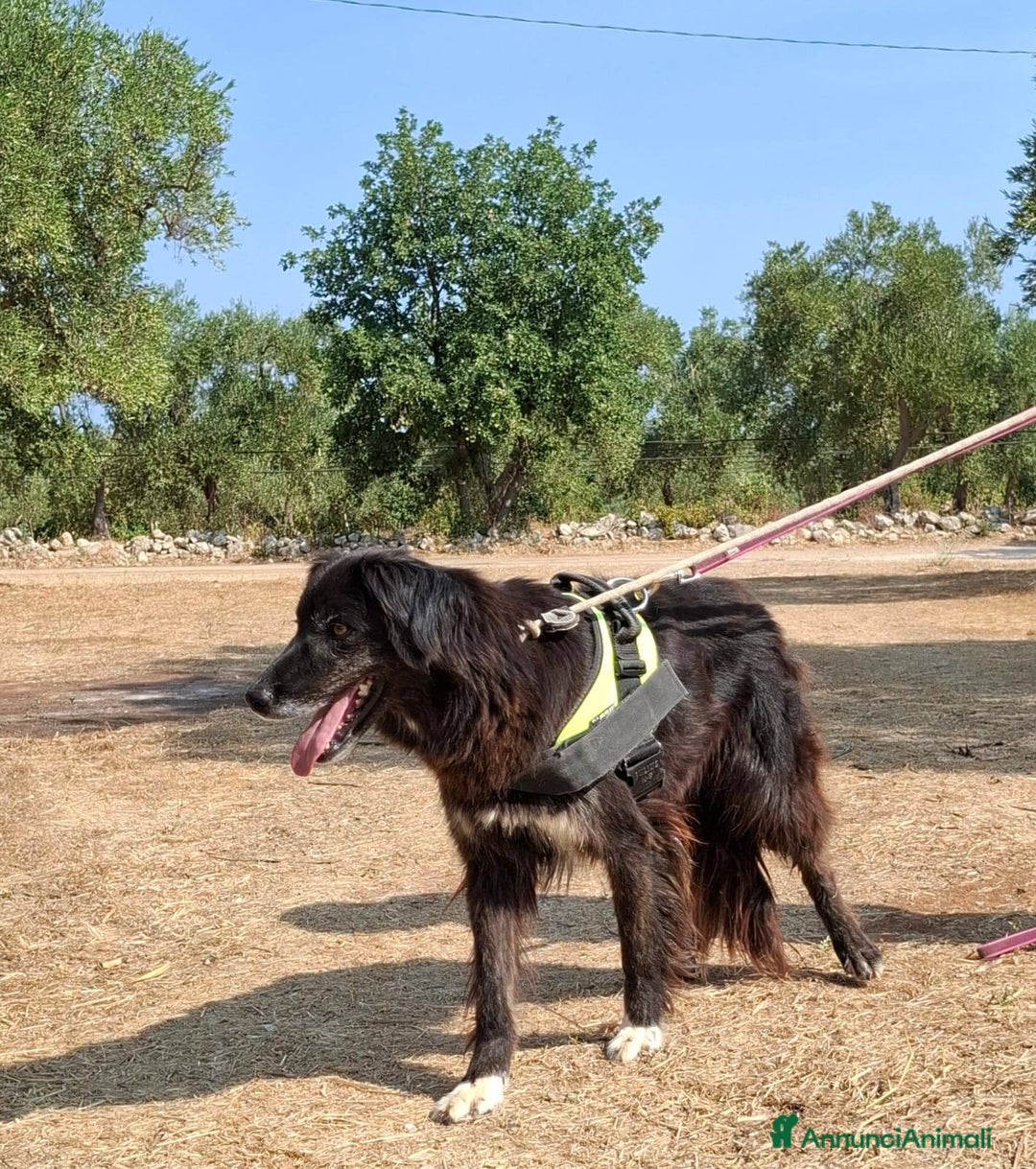 Meticcio cani in regalo: Lilly, la principessa - Annuncio 4