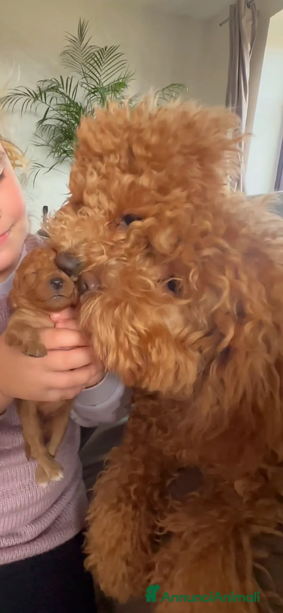 Meticcio cani in vendita: Barboncino nano❤️ - Annuncio 8