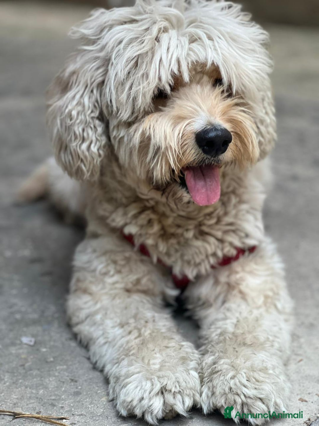 Barboncino cani in regalo: Splendido Barboncino - FLUFFY - Annuncio 10