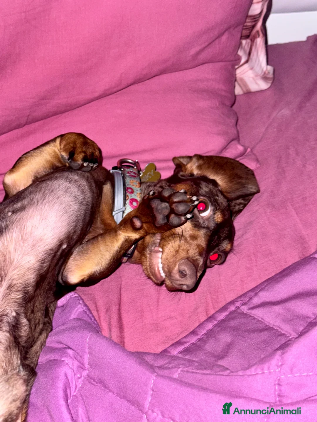 Bassotto cani per accoppiamento: Disponibile bassotto Arlecchino per monta - Annuncio 18