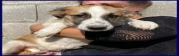 Meticcio cani in regalo: TESIS adorabile cicciotta - Annuncio 5