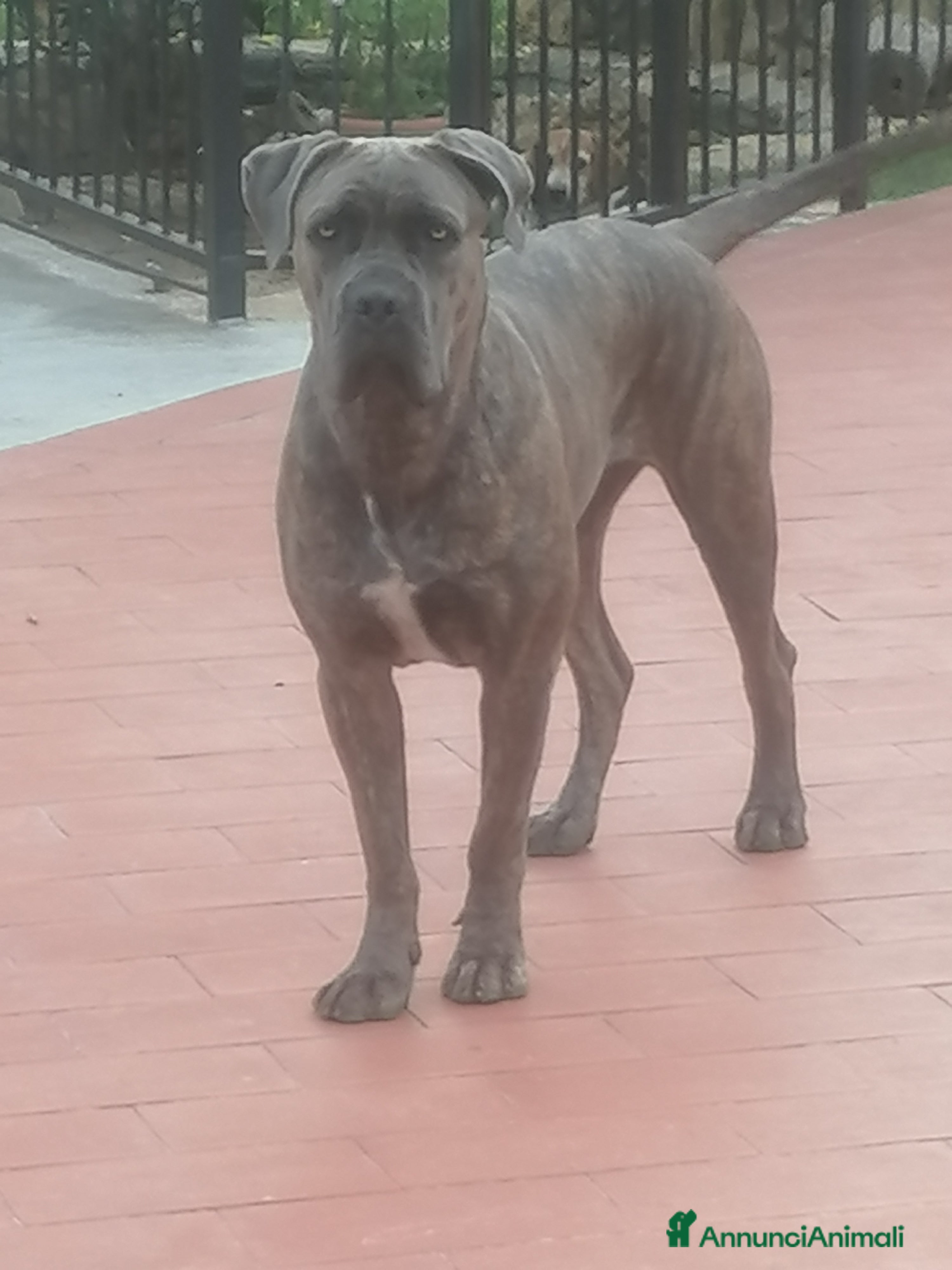 Cane Corso cani Cuccioli Cane Corso  - Annuncio 1