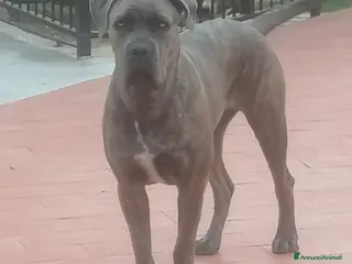 Cane Corso cani Cuccioli Cane Corso - Annuncio 4
