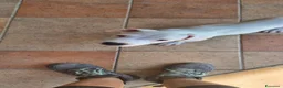 Meticcio cani in regalo: Cucciolo simil pitbull/dogo argentino a Provincia di Alessandria - Annuncio 4