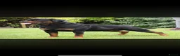 Rottweiler cani in vendita: Rottweiler - Annuncio 7