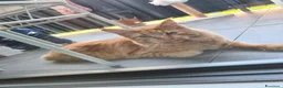 Maine Coon gatti in vendita: Vendo meine coon  a Provincia autonoma di Bolzano - Alto Adige - Annuncio 4