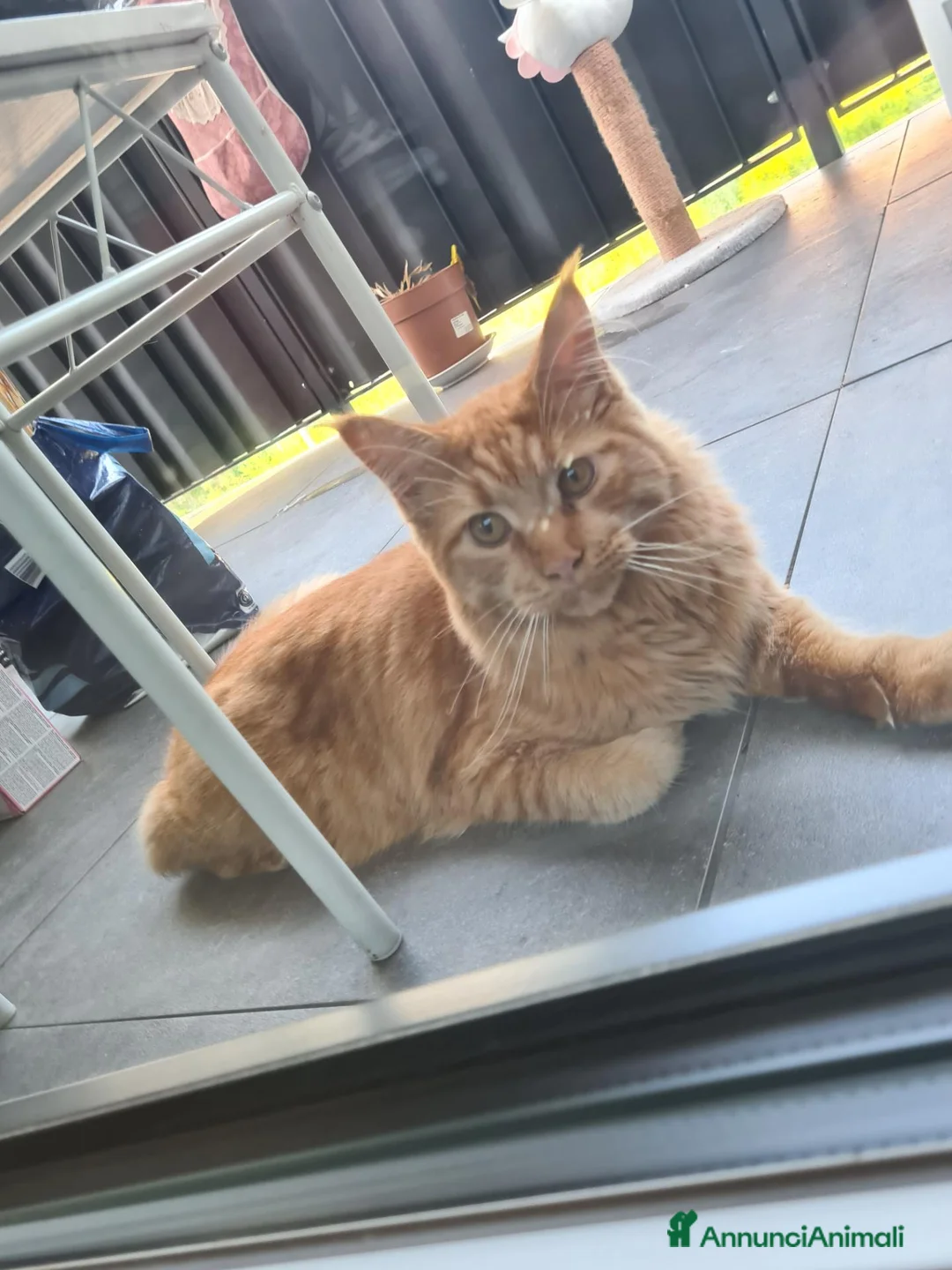 Maine Coon gatti in vendita: Vendo meine coon  a Provincia autonoma di Bolzano - Alto Adige - Annuncio 4