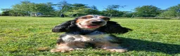 Cocker cani in vendita: Splendidi cuccioli di cocker spaniel inglese  - Annuncio 1