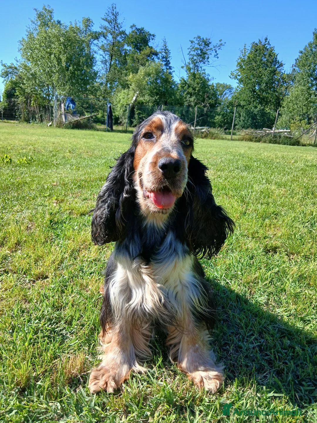 Cocker cani in vendita: Splendidi cuccioli di cocker spaniel inglese  - Annuncio 1