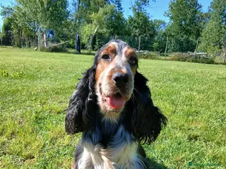 Cocker cani Splendidi cuccioli di cocker spaniel inglese - Annuncio 22
