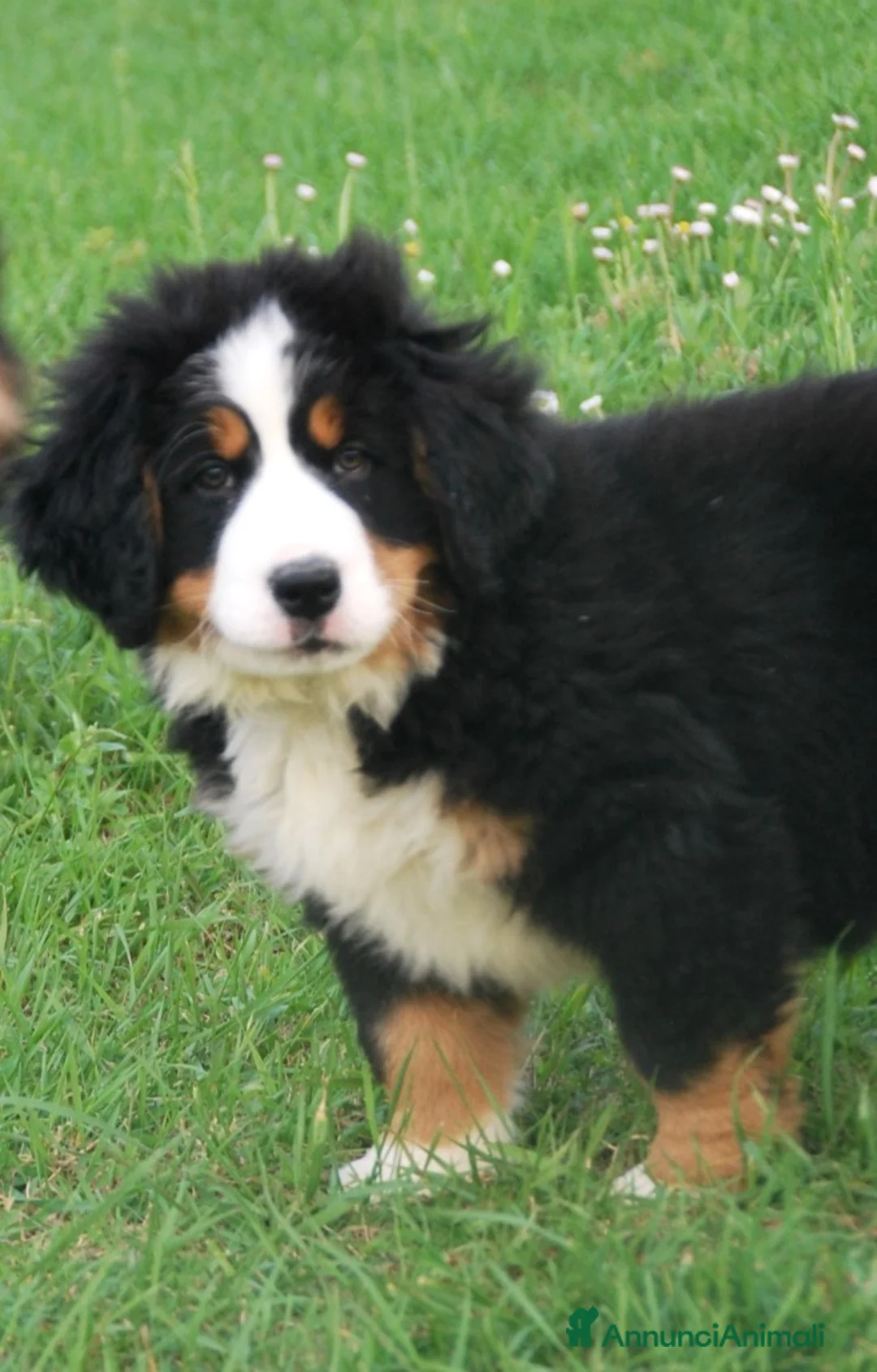 Bovaro del Bernese cani in vendita: Cuccioli bovaro del bernese meravigliosi! - Annuncio 6