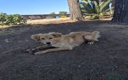 Meticcio cani in regalo: SCOTTY 💙 - il cucciolo invisibile 💔 a Provincia di Como - Immagine 5