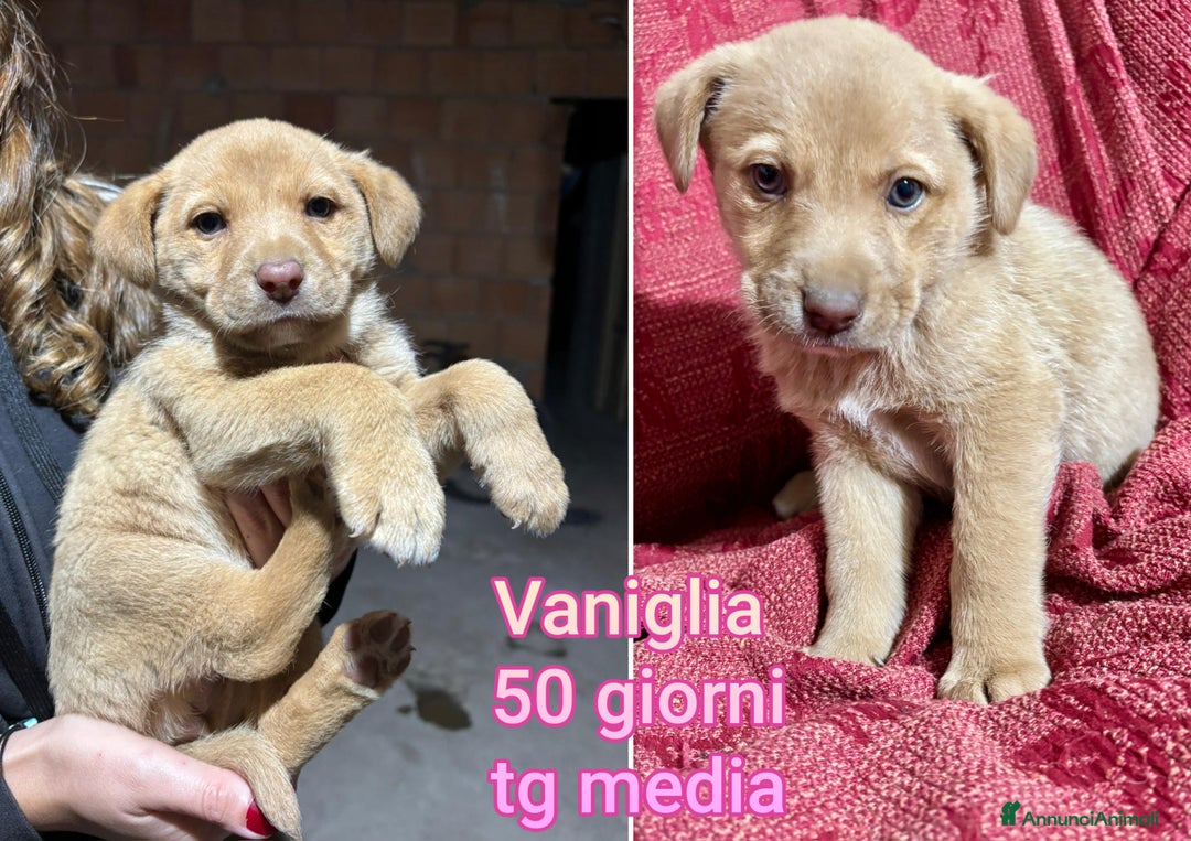 Meticcio cani in regalo: CUCCIOLI ABBANDONATI: EMERGENZA  - Annuncio 6
