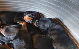 Pinscher Miniatura cani in vendita: Pinscher nani nero focato  a Città Metropolitana di Firenze - Immagine 3