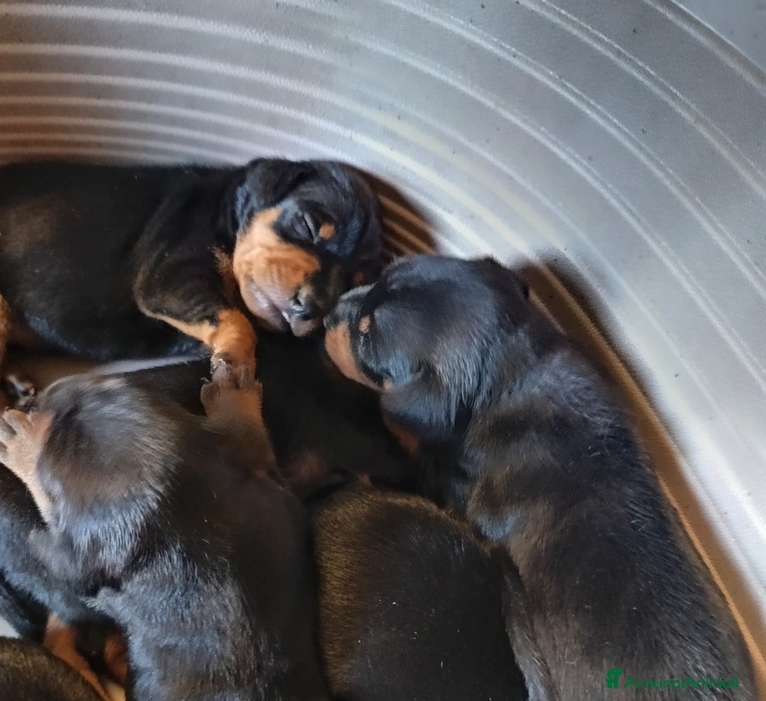 Pinscher Miniatura cani in vendita: Pinscher nani nero focato  a Città Metropolitana di Firenze - Immagine 3