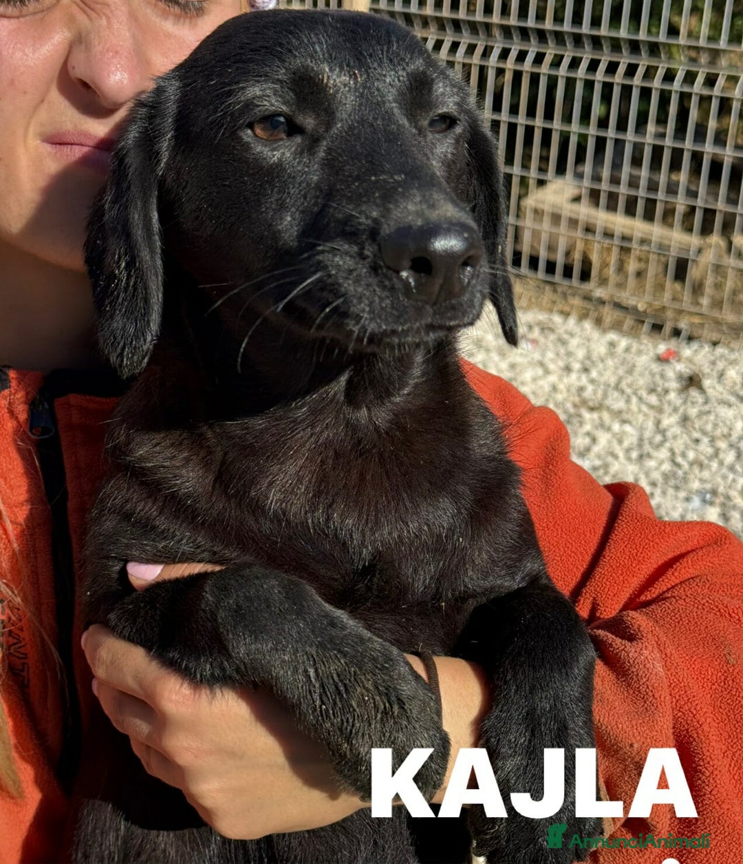 Meticcio cani in regalo: LAJKA 6 KAJA, cucciole invisibili.  - Annuncio 7