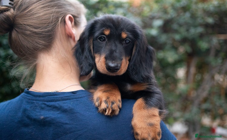 Bassotto cani a Città metropolitana di Roma Capitale - Annuncio 8