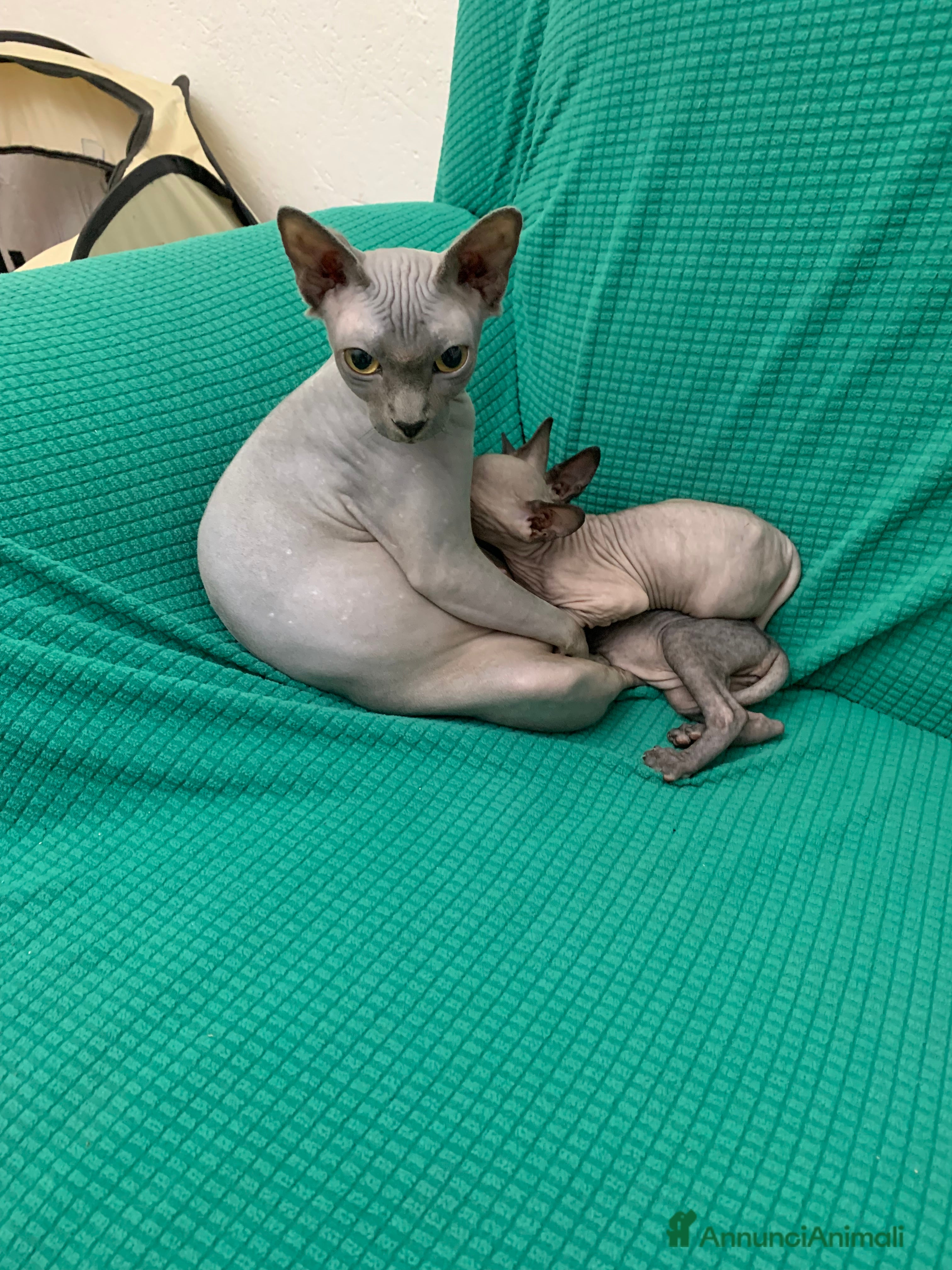 Sphynx gatti Disponibili  Sphynx con pedigree in Liguria - Annuncio 19