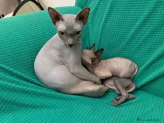 Sphynx gatti Disponibili Sphynx con pedigree in Liguria - Annuncio 19
