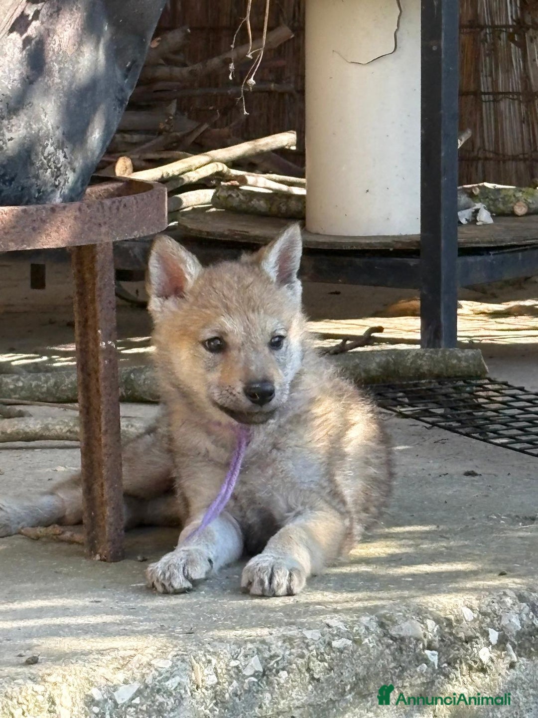 Lupo Cecoslovacco cani in vendita: cuccioli cane lupo Cecoslovacco  - Annuncio 6
